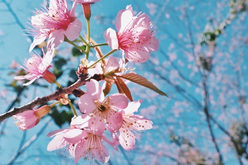 Hoa Anh Đào