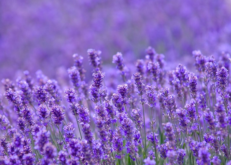 Hoa Lavender