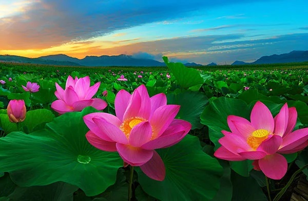 Hoa Sen