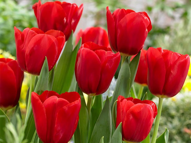 Hoa Tulip đỏ