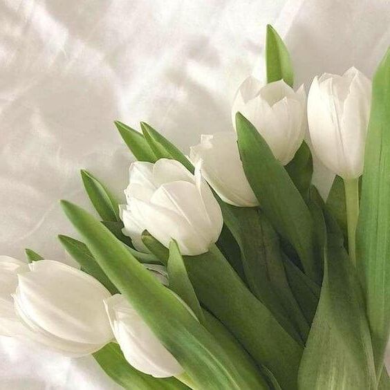 Hoa Tulip trắng