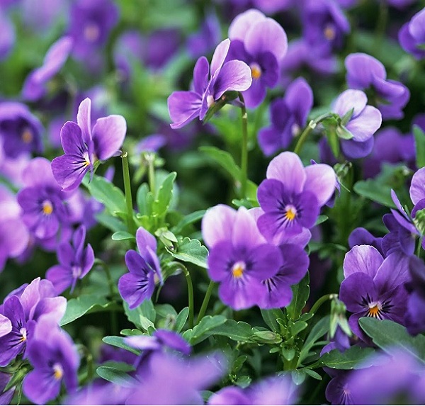 Hoa Violet